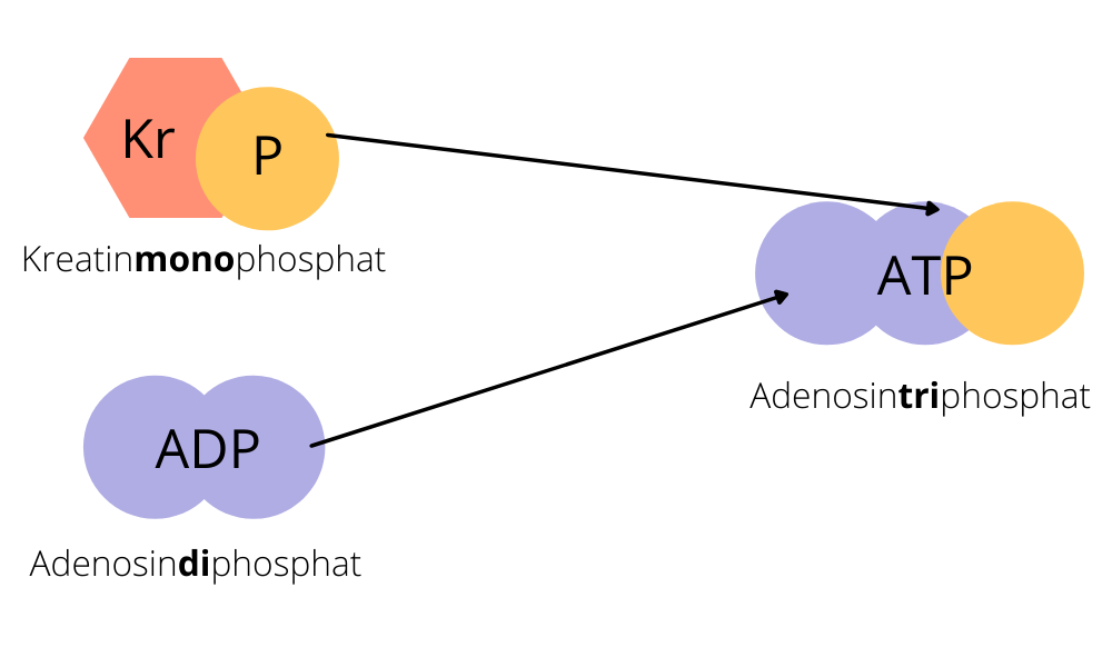 Resynthese von ATP durch Kreatin