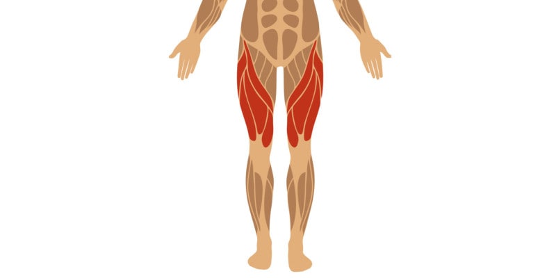 Beinmuskeln und ihre Funktion - Beinstrecker quadrizeps femoris