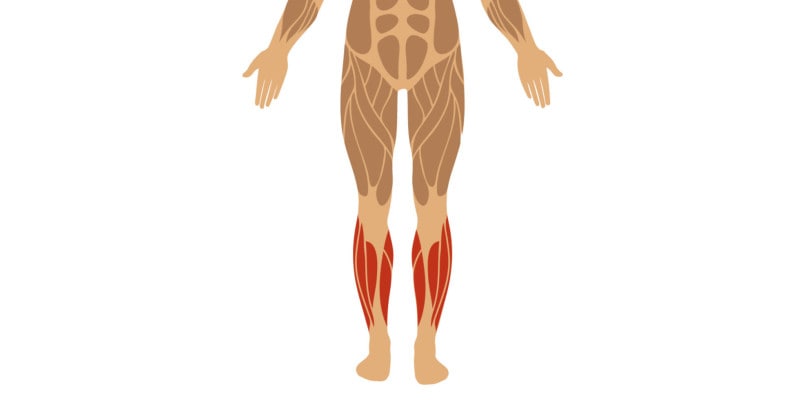 Beinmuskeln und ihre Funktion - Schienbeinmuskeln musculus tibialis anterior