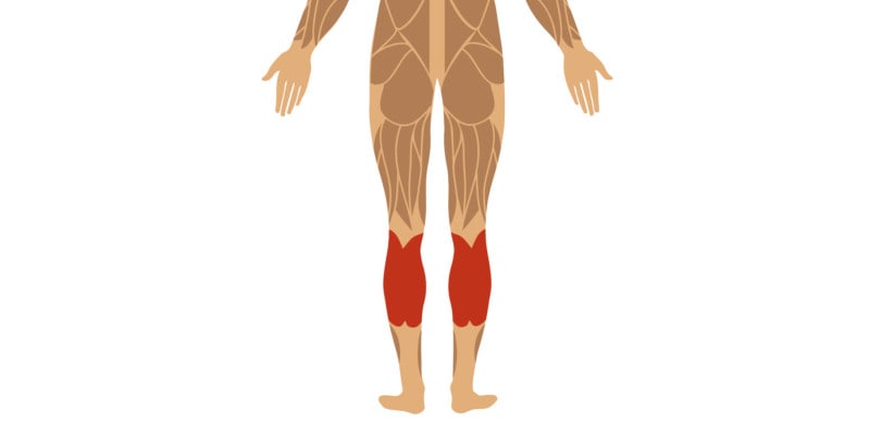 Beinmuskeln und ihre Funktion - Wadenmuskulatur Gastrocnemius