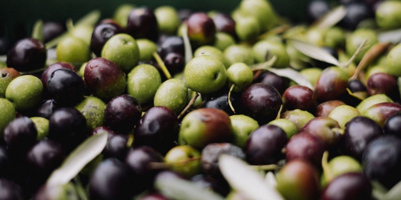 Viele verschiedene Olivenarten machen das Olivenöl gesund