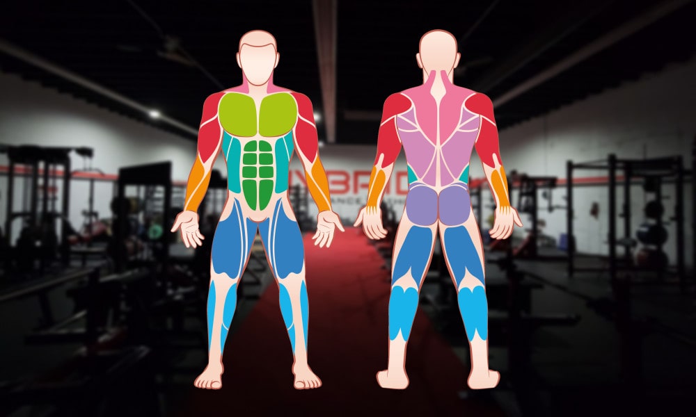Die 6 großen Muskelgruppen - Funktion und Training - Titelbild