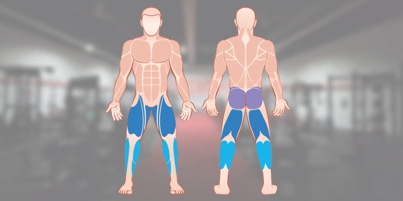 Muskelgruppen Funktion und Training – Beinmuskulatur