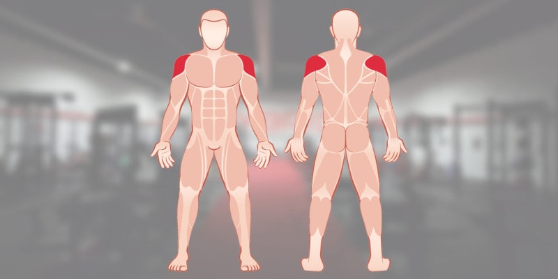 Muskelgruppen Funktion und Training – Schultermuskulatur