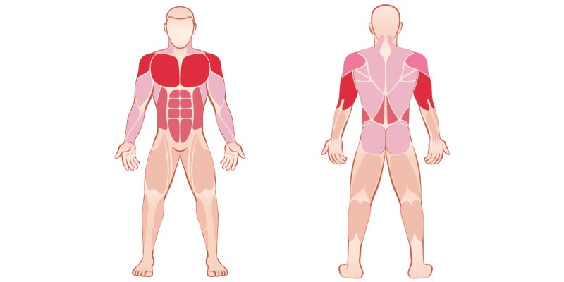 Welche Muskeln werden bei Liegestützen trainiert - Darstellung beteiligter Muskeln