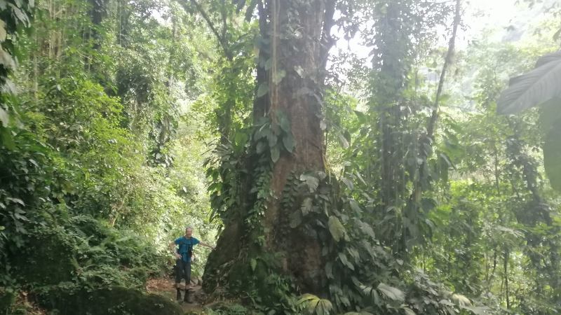 Lost City Trek Kolumbien Baum