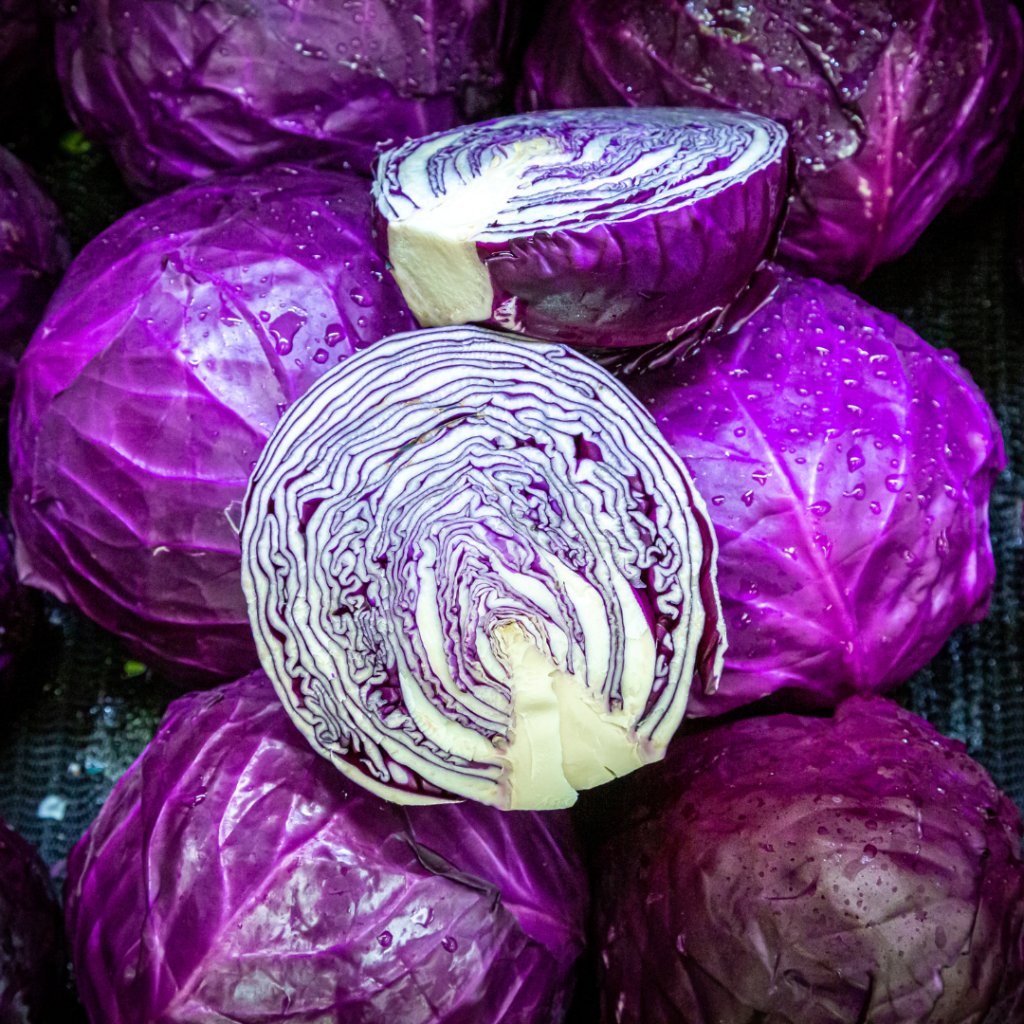 Rotkohl - saisonale Ernte Oktober